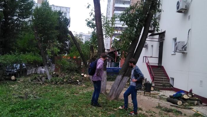Активисты спасают деревья